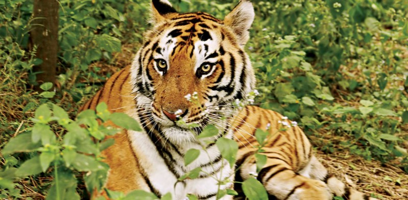 india tiger trail
