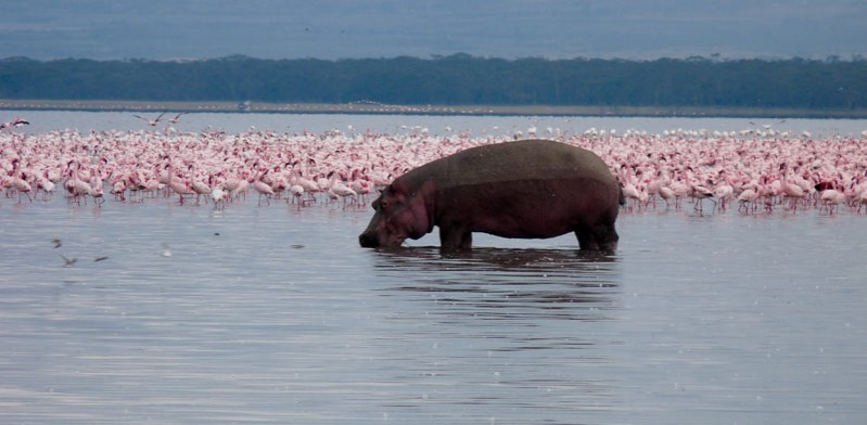 kenya hippo and flamingos in a river