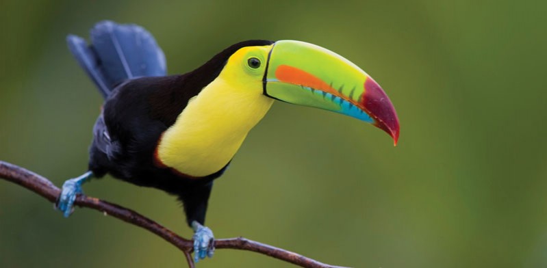toucan on a branch
