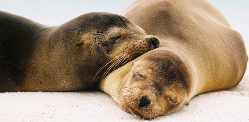 two galapagos sea lions sleeping