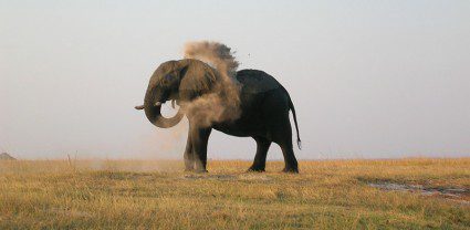 This is Africa: an Okavango experience