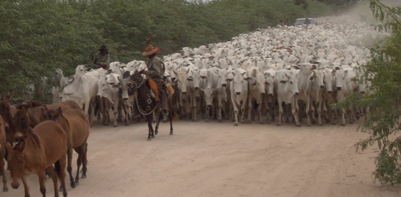 brazil farmer herding cattle