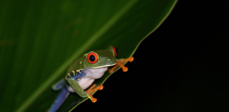 costa rica frog