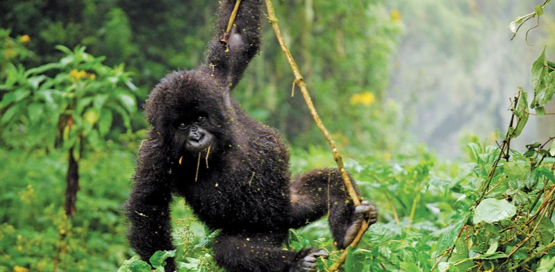baby gorilla swinging in rwanda forest