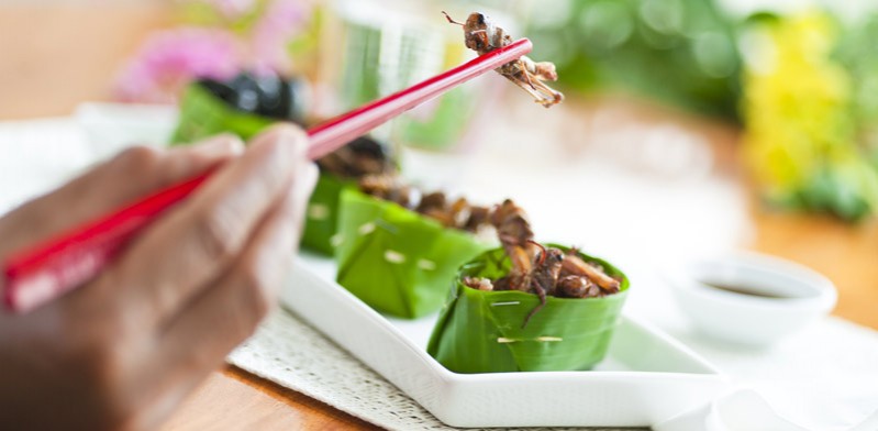 fried grasshoppers on a dinner dish