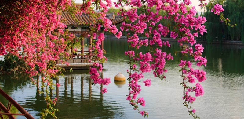 china in the spring time