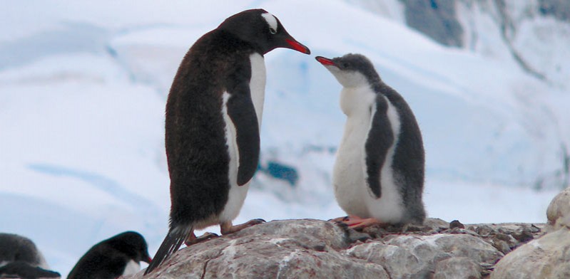 antarctica penguin mother and baby