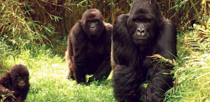 Gorilla goosebumps