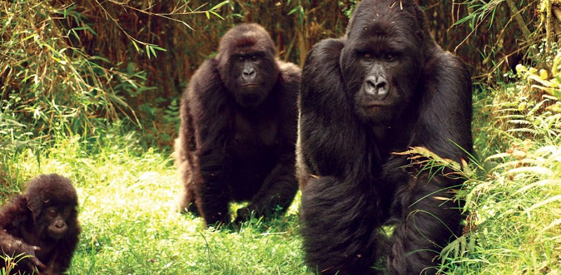 silverback gorillas