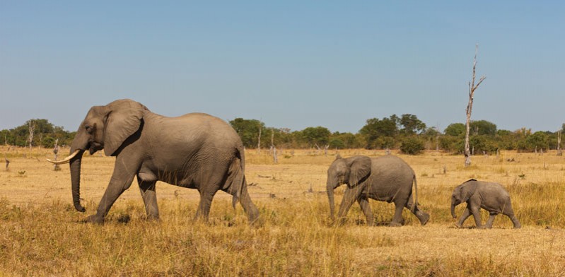 three elephants