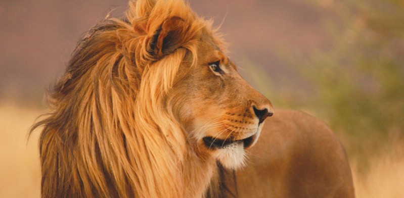 south africa wildlife safari lion