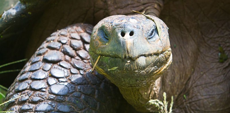 Galapagos giant tortoise photo by The Planet D