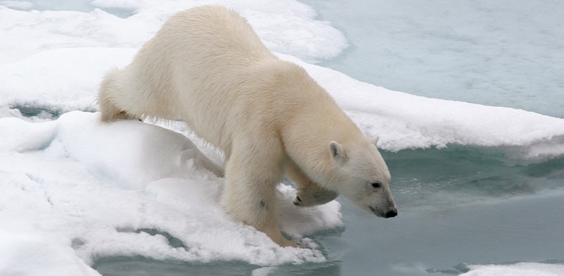 polar bear