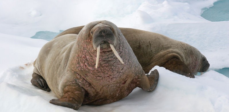 arctic walrus