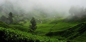 Malaysia’s beautiful green bowl