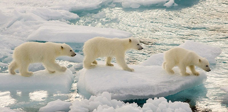 OCT2013_polar-bears
