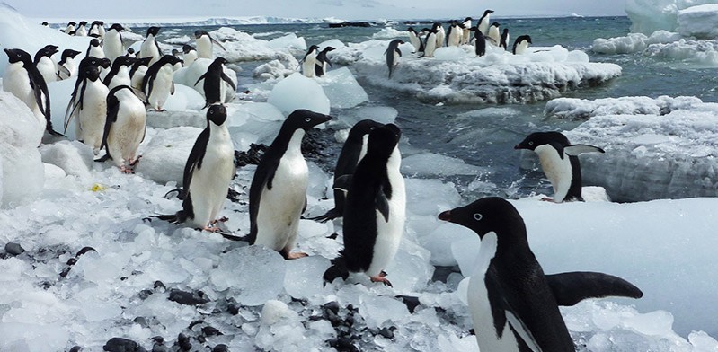 DEC2013_antarctica_penguins-on-ice-Greg-Croft-blog