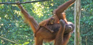 Swinging with the orang-utans