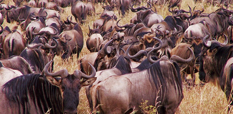 DEC2013_do-a-masai-mara