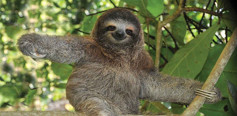 Sloth in the wild photo by Shane Partridge