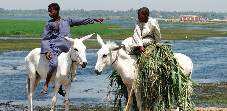 Boys on donkeys in Egypt