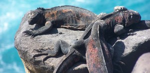Swimming with dinosaurs in the Galapagos