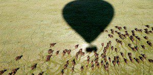 Top 15 wild animal encounters