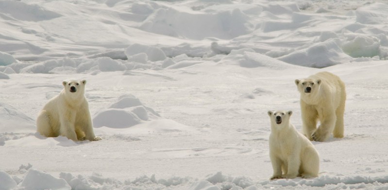 Polar bears Spitsbergen Steve Davey