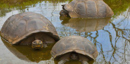 Saving the Galapagos