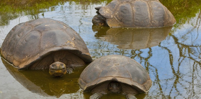 galapagos tortoise