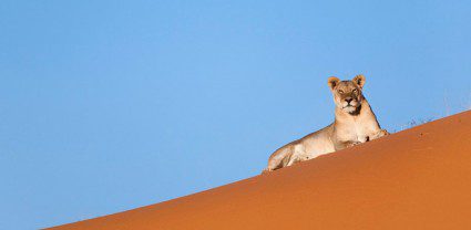 On the trail of the legendary Kalahari lions