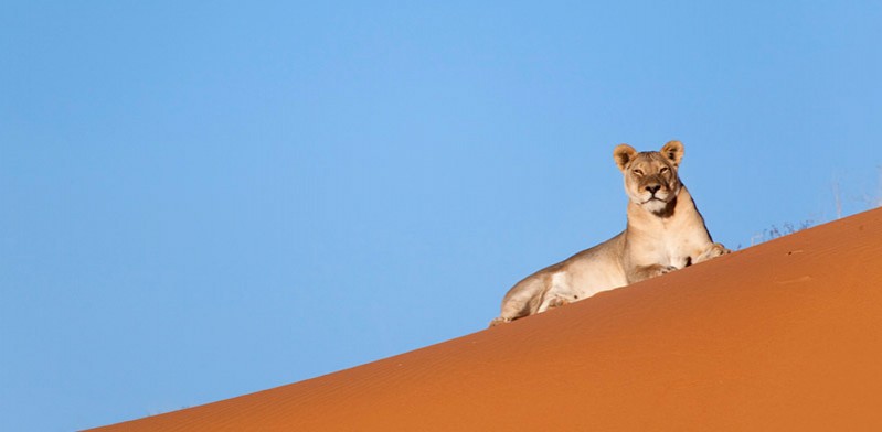 King of the Kalahari photo by Steve Toon