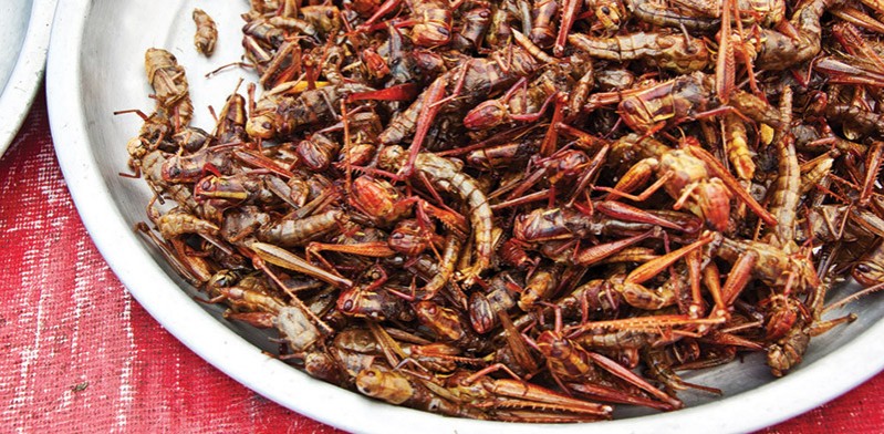 Real Food Adventure Mexico