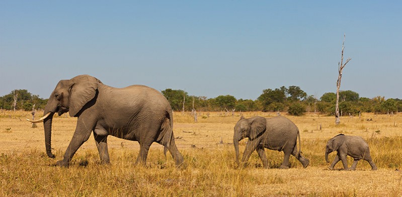 Elephant family in Zambia by Johan Elzenga