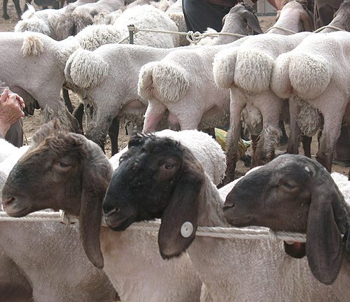 Kashgar animal market China