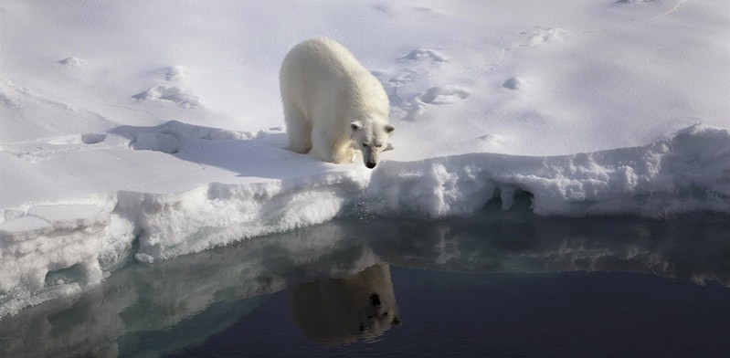 Arctic polar bear by Nick Cobbing Greenpeace