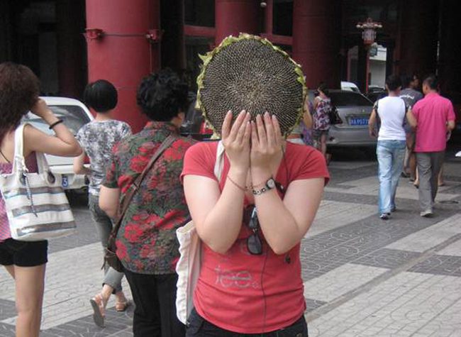 sunflower head on silk road china