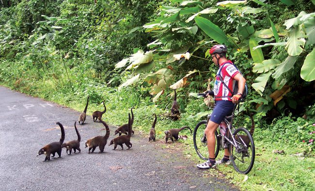 Give way to wildlife in Costa Rica