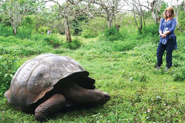 The extraordinary giant tortoise of the Galapagos Islands