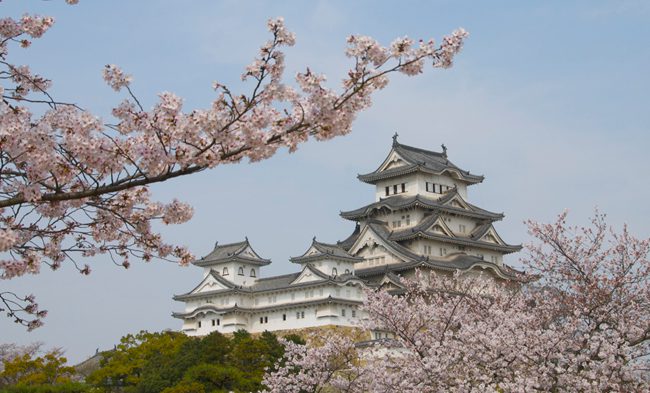 Beautiful Himeji Castle in full blossom Japan