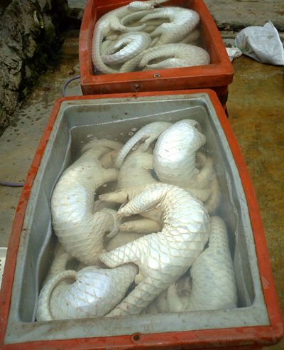 Pangolins sold for meat at markets