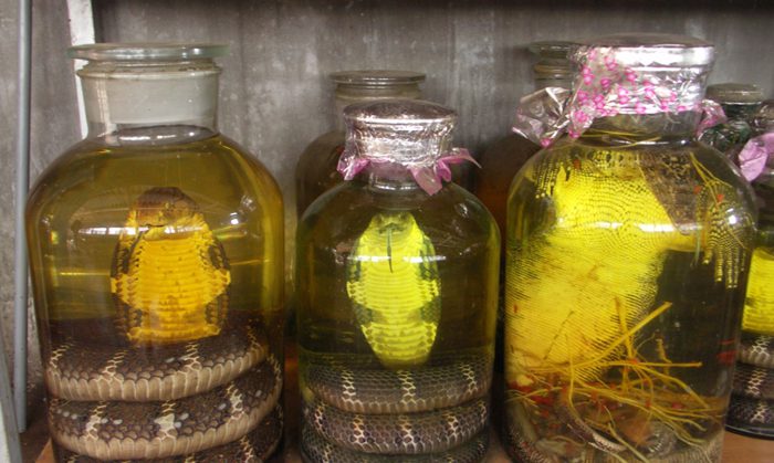 Snake wine in Asia by TRAFFIC