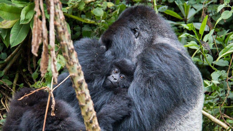 Gorilla-trekking,-Rwanda---Amanda-Linardon-2