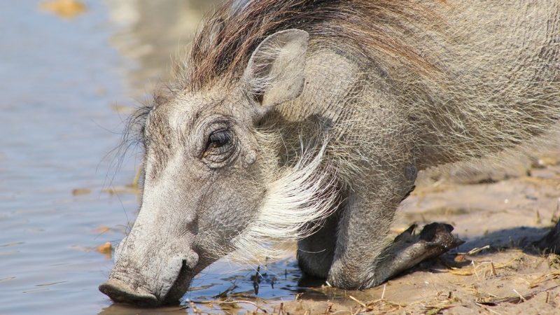 Warthog drinking