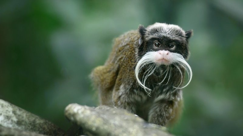 Tamarin with moustache