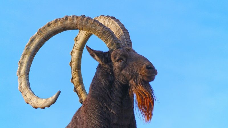 Horned ibex.