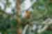 Proboscis Monkey in Kinabatangan Rainforrest
