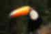 Toucans can be seen in the region