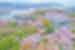 Get a bird's eye view of the Inland Sea from Senkoji Park