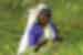 HPPS - Local Sri Lankan woman picking tea on the plantation
